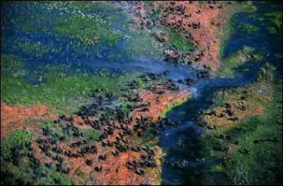 Ses eaux proviennent des montagnes d'Angola et se transforment en labyrinthes parmi les lagunes, les canaux et les îles du Désert du Kalahari au Botswana, devenant « le fleuve qui n'a jamais trouvé la mer ».
Safari photo (s.v.p.) pour une faune d'une incroyable variété qui a tous les droits dans ce dernier paradis sauvage. Il faut situer l'endroit.
