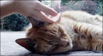 Pourquoi le ronronnement du chat apaise-t-il ?