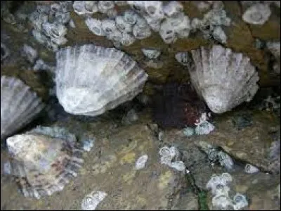 Quel est ce coquillage dont le nom fait penser à un os du corps humain ?