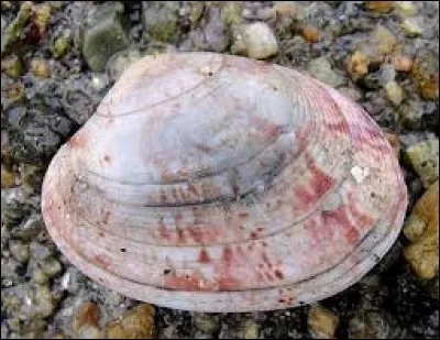 Comment ce coquillage rose s'appelle-t-il ?