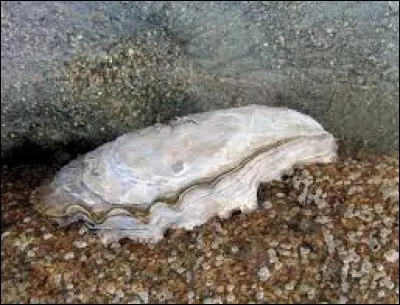 Ce coquillage est naturellement présent dans l'océan Pacifique. Il a été importé en France à partir du milieu des années 60. Il est apprécié des gourmets. Quel est son nom ?