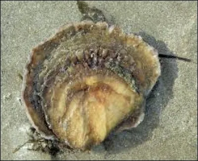 Quel est ce coquillage renommé à Cancale ?