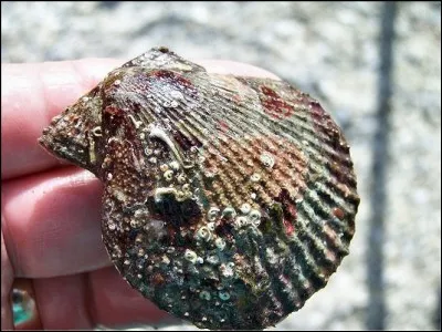 Comment s'appelle ce coquillage qui ressemble à une petite coquille Saint-Jacques qui aurait ses deux valves bombées ?