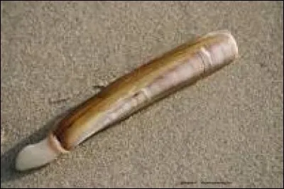 Quel est ce coquillage à la forme allongée spécifique ?