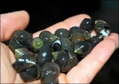 Quel est ce petit coquillage qui est le plus consommé des petits gastéropodes marins à coquilles spiralées ?