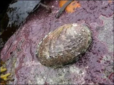 Quel est le nom de ce coquillage appelé aussi "oreille de mer" ?