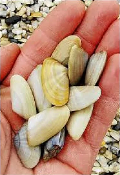 Comment appelle-t-on ces coquillages sur la côte ouest française ?