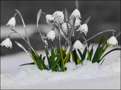 Donnez de la couleur à ces fleurs de printemps ?