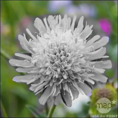 Il faut reconnaître cette fleur des champs habituellement parée de :