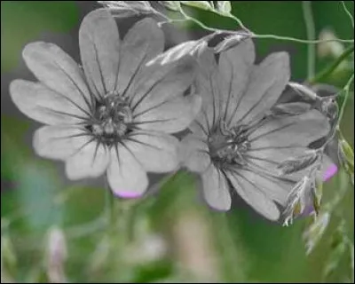 Quelle est la couleur de ces fleurs qui ont des propriétés adoucissantes pour les voies respiratoires ?