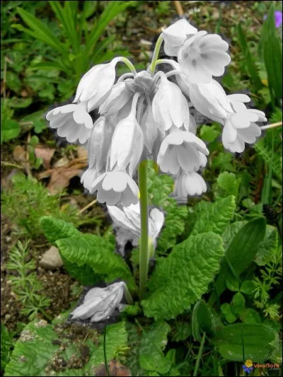 Je vous fais un petit coucou final ! Trouvez la couleur de cette fleur de printemps !