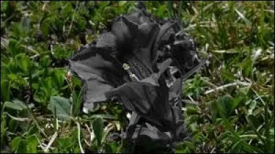 Cette fleur en version noire, a l'air en deuil, comme une trompette de mort ! C'est pourtant une des plus belles fleurs de montagne ! Quelle couleur la rend resplendissante ?