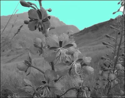 De quelle couleur sont les épilobes ?