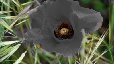 Rendez sa couleur à cette fleur !