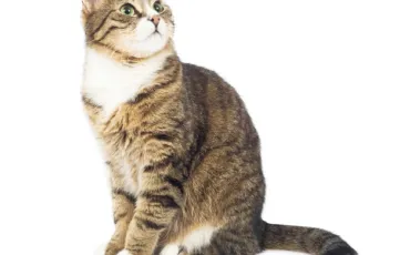 Quiz Animaux