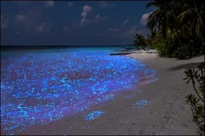 Cette plage couverte de points lumineux bleu électrique se nomme "mer des étoiles" car ses eaux scintillantes donnent comme féerie, l'illusion de refléter le ciel !
Le phytoplancton s'illuminant la nuit pendant les « marées rouges » : 
des micro-organismes brillent comme des lucioles chaque fois qu'ils sont agités.
Vous devez trouver, dans l'Océan Indien, l'endroit rare de cette bioluminescence ?