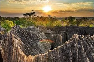 C'est un endroit bizarre, soit un paysage karstique avec des aiguilles de calcaire qui sortent de terre et en font comme une forêt rocheuse ou une cathédrale de calcaire, laquelle est devenue l'habitat d'oiseaux rares et d'espèces menacées, comme les lémuriens.
Sans aucun doute, l'un des endroits les plus spectaculaires de la Grande île et même, du monde. Où est-on ?