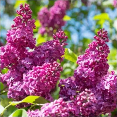 Que sont ces fleurs ?