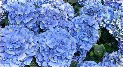 Quelle est cette fleur ?