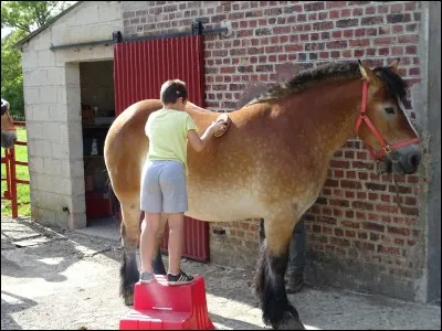 Quelle est la partie la plus importante dans le pansage de la monture ?