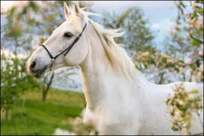 Que signifie le fait que les oreilles du poney ou du cheval soient tournées vers l'avant ?