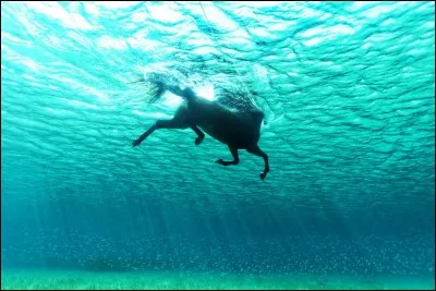 Que signifie une robe dans le langage équestre ?