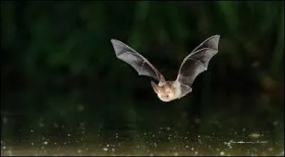 Comment les chauves-souris donnent-elles naissance à leurs petits ?