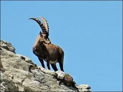 Quelle partie de son corps le bouquetin utilise-t-il pour garder l'équilibre ?