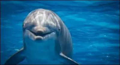 Quelle est la technique des dauphins pour dormir ?