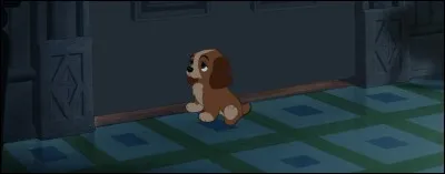 Pourquoi cette petite chienne pleure-t-elle devant la porte ?