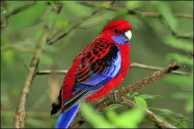 Lequel de ces oiseaux possède l'odorat le plus développé ?