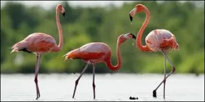 À quoi ressemble le nid du flamant rose ?