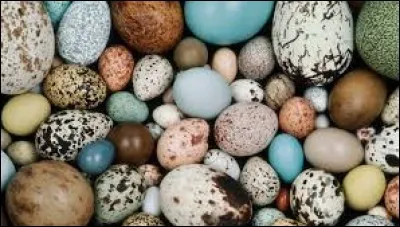 Quel oiseau pond le plus gros uf proportionnellement à sa taille ?