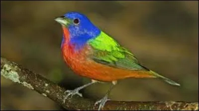 Parmi ces oiseaux, lequel ne chante pas pour séduire sa compagne ?