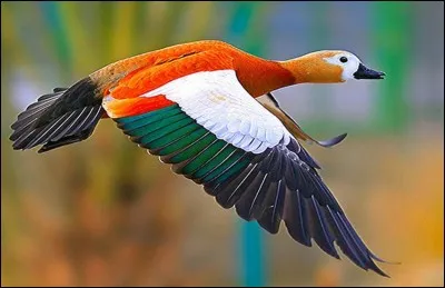 Qu'ont de spécial les os des oiseaux ?