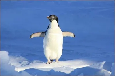 Vrai ou faux ? Le pingouin est capable de voler.