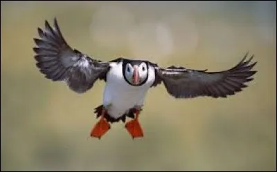 Où se situent les plus gros muscles des oiseaux ?