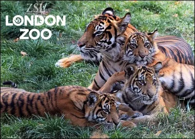 Combien d'espèces retrouve-t-on dans le zoo de Londres ?