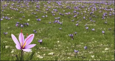 Quel chanteur a repris 'Colchiques dans les prés' sous le titre 'Automne' ?