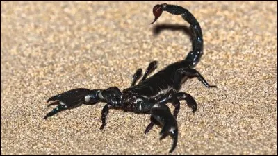 Quel arbre attire le scorpion ?