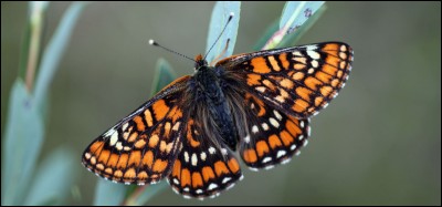 Quel papillon a sur ses ailes une poudre qui donne la papillonite ?