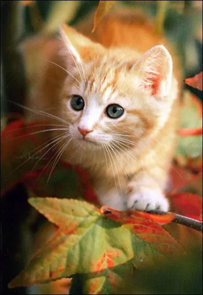 Certains affirment que leur chat pleure. Est-ce vrai ?