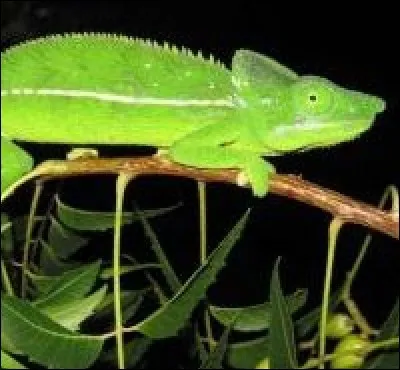 Quel est le don des caméléons ?