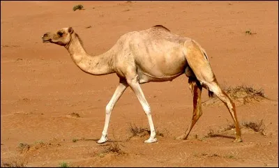 Le dromadaire a-t-il deux bosses ?