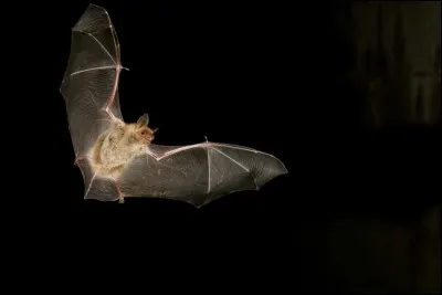 Quelle maladie transmet la chauve-souris, à partir de ses crottes ?