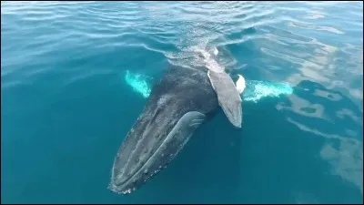 Comment respirent les baleines ?