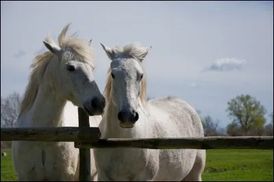 Quand le cheval penche ses oreilles en arrière ça signifie...
