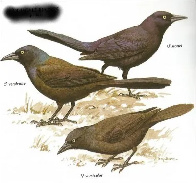 Quels sont ces oiseaux ?