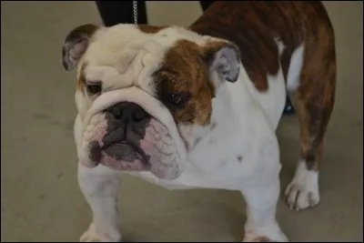 Quel est le nom du molosse de tante Marge ?