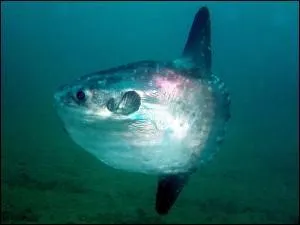 Le poisson-lune peut peser jusqu' 2 tonnes.